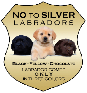 Yellow Labradors Black Labs English Lab Breeders Breeder Labrador Retrievers Puppies Litters Puppy
